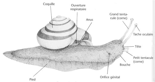 Conférence de Cédric Hanssens - Les escargots