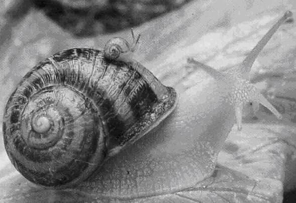 Conférence de Cédric Hanssens - Les escargots