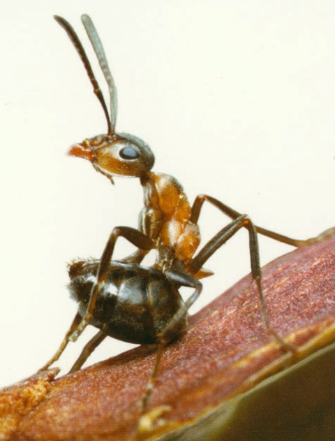 Conférence de Gaëtan Hanssens - Les fourmis