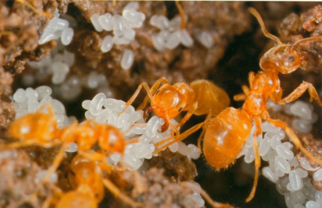 Conférence de Gaëtan Hanssens - Les fourmis