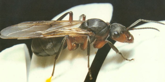 Conférence de Gaëtan Hanssens - Les fourmis